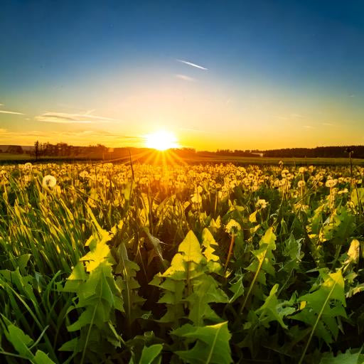Dandelion Root Cut ( Taraxacum Officinale )