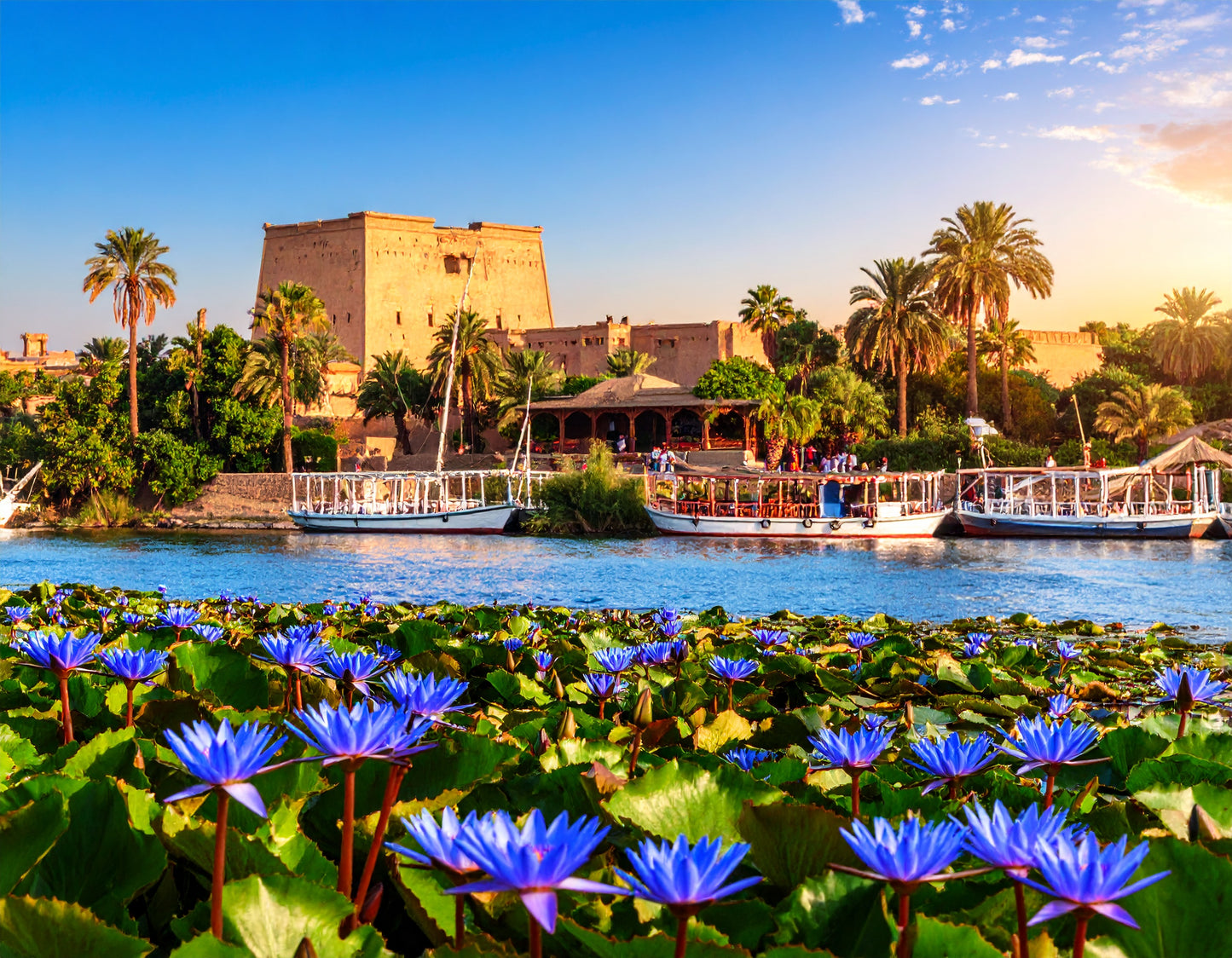 40:1 POWDERED EXTRACT BLUE LOTUS EXTRACT( Nymphaea Caerulea )