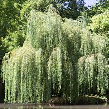 White Willow Bark Powder