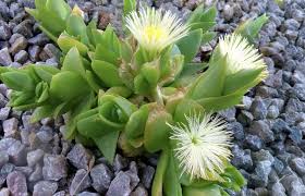 Extract 40:1 KANNA Sceletium Tortuosum, Powdered