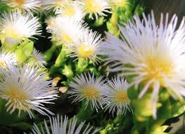 Extract 40:1 KANNA Sceletium Tortuosum, Powdered
