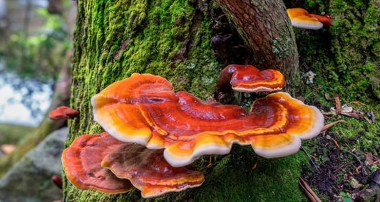REISHI ( GANODERMA LUCIDUM) - Botanical Sage