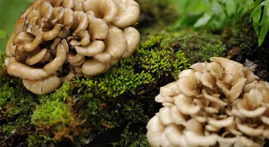 Maitake - Botanical Sage