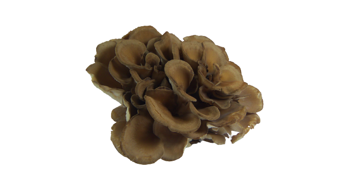 Maitake - Botanical Sage
