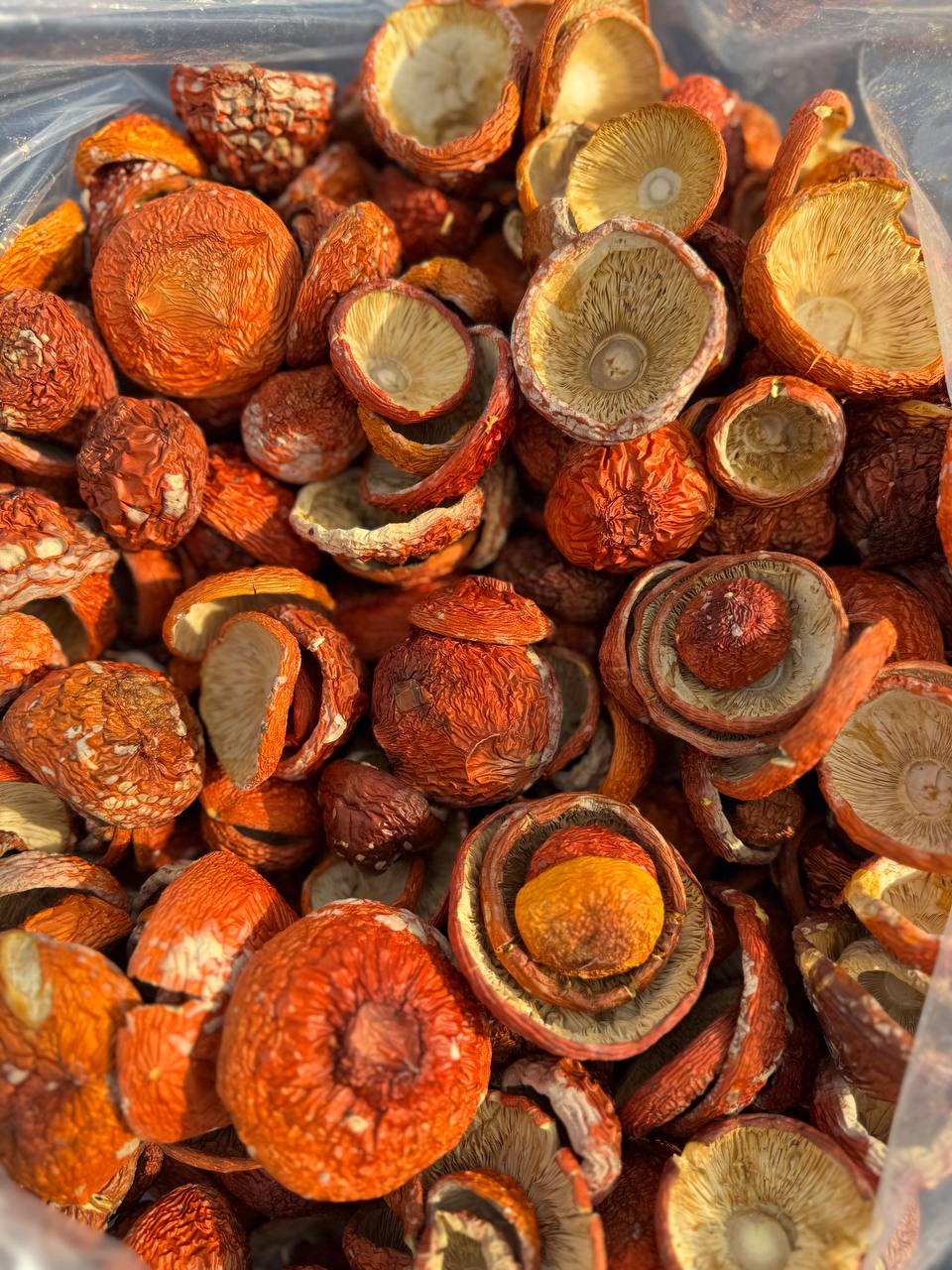 AMANITA MUSCARIA / FLY AGARIC