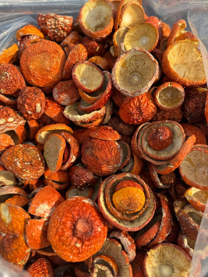 AMANITA MUSCARIA / FLY AGARIC