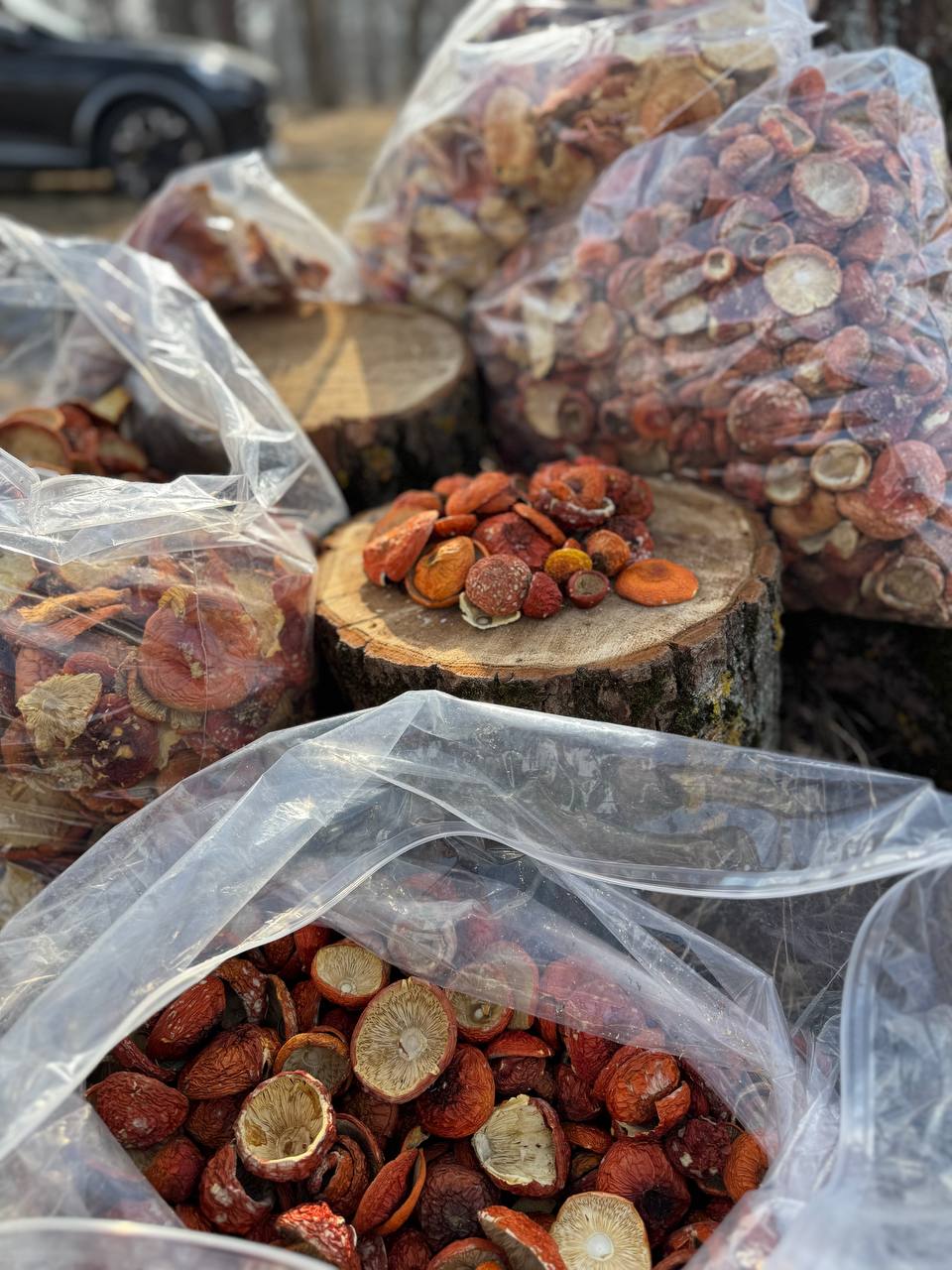 AMANITA MUSCARIA / FLY AGARIC