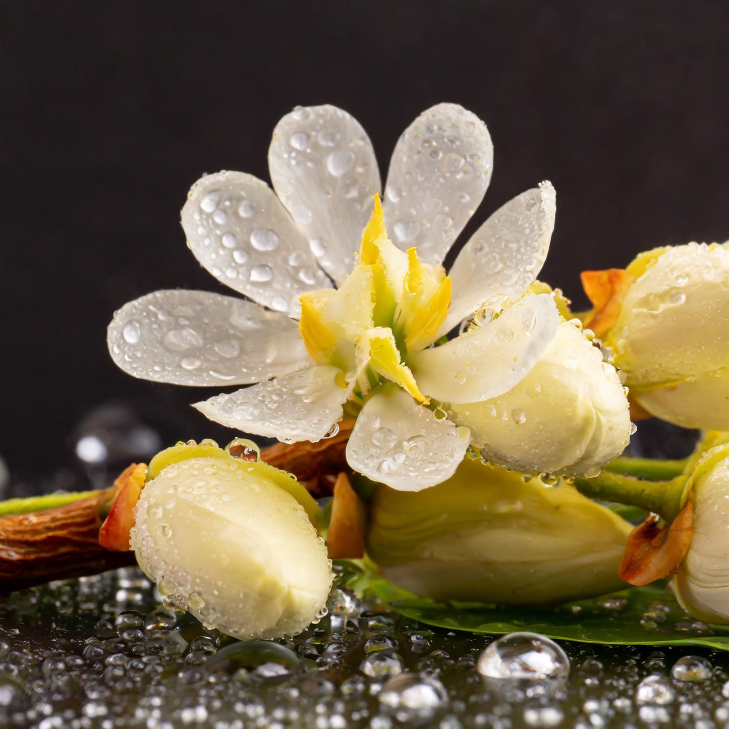 Acacia Flower Whole