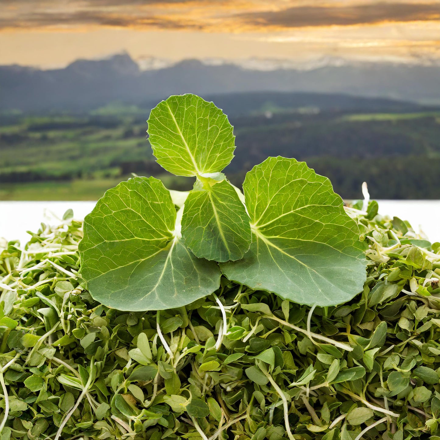 Alfalfa Leaf Cut Organic