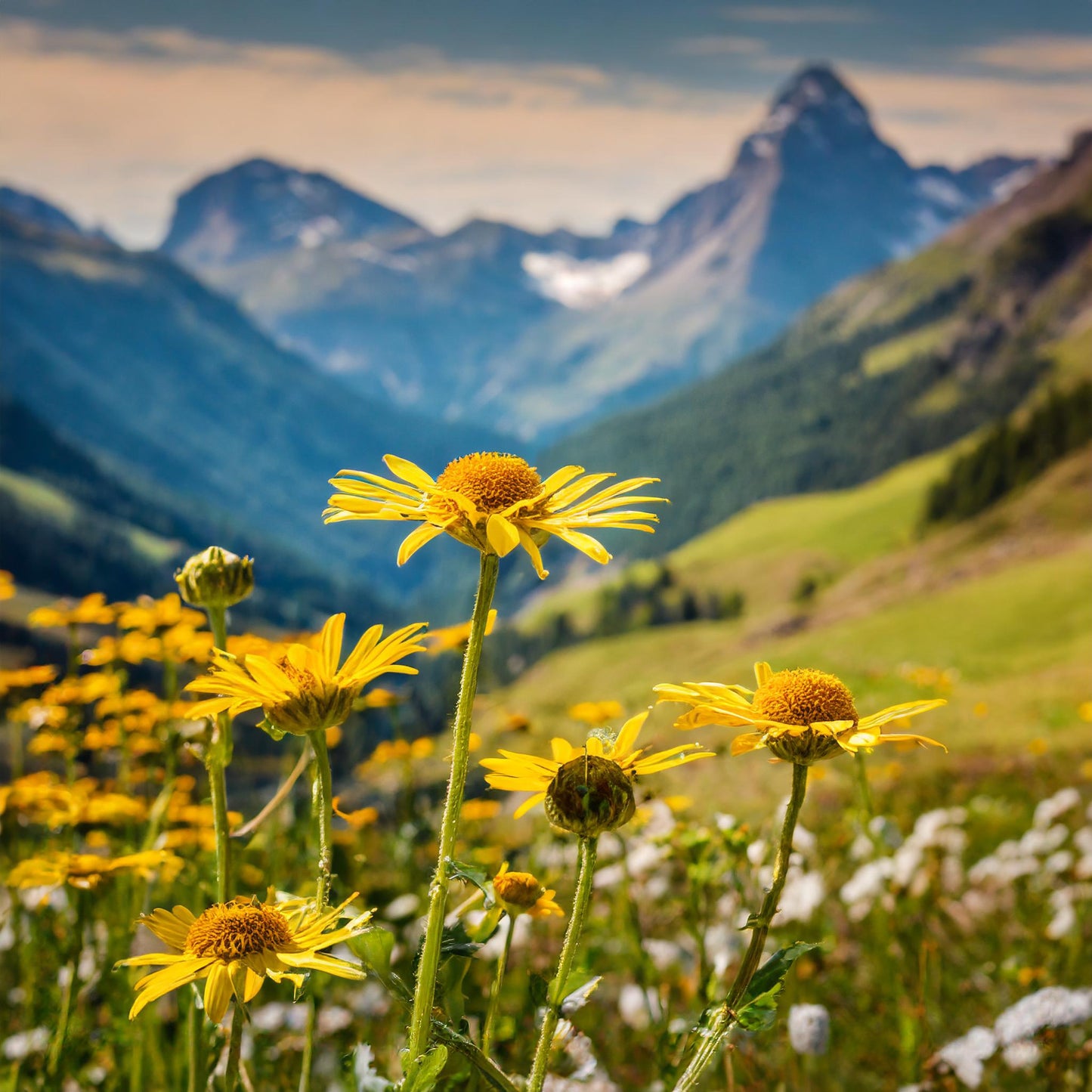 Arnica Flowers Whole- Arnica Montana