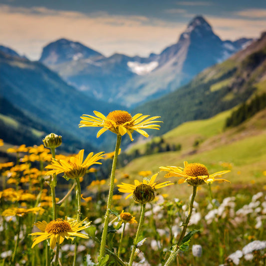 Arnica Flowers Whole- Arnica Montana