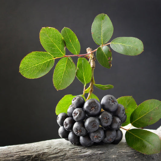 Aronia (Chokeberry) Whole