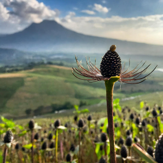 Aslia Seed Whole