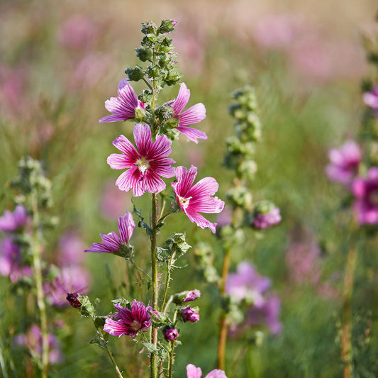 Bala (Country Mallow) Herb