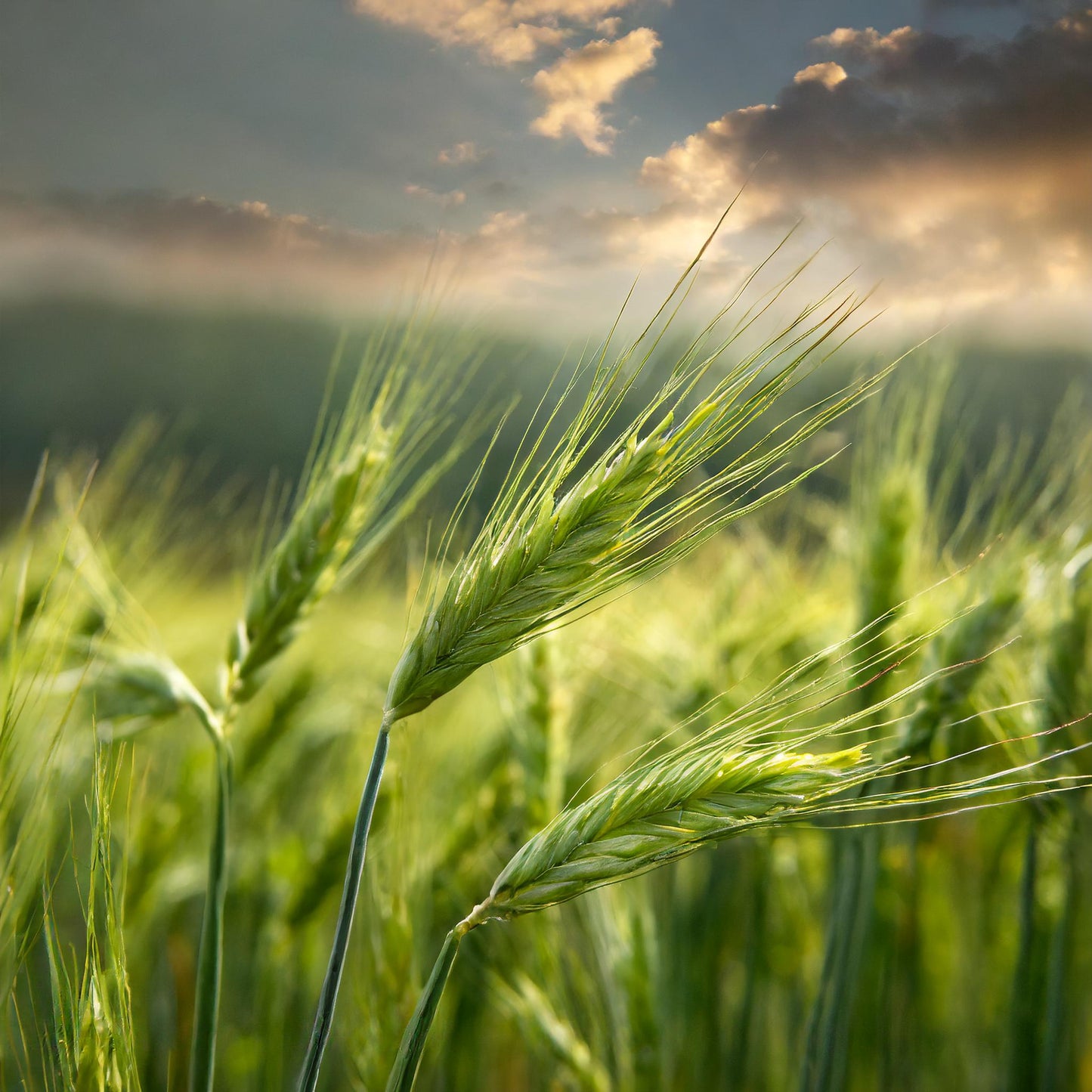 Barley Grass Tops C/S