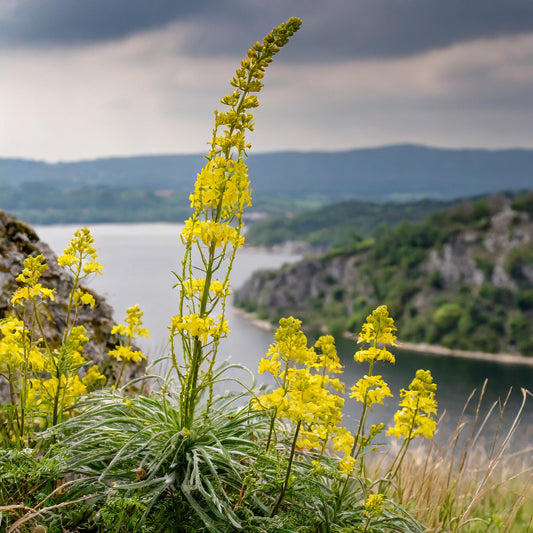 Bedstraw Yellow Herb