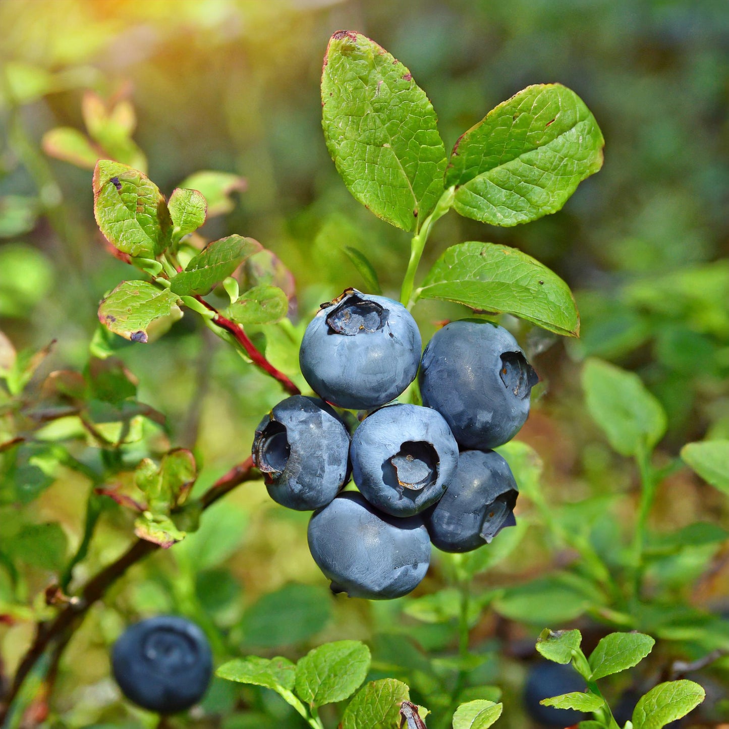 Bilberry Fruit Whole