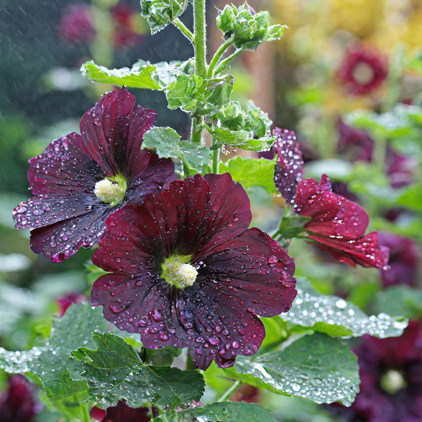 Black Malva Flower