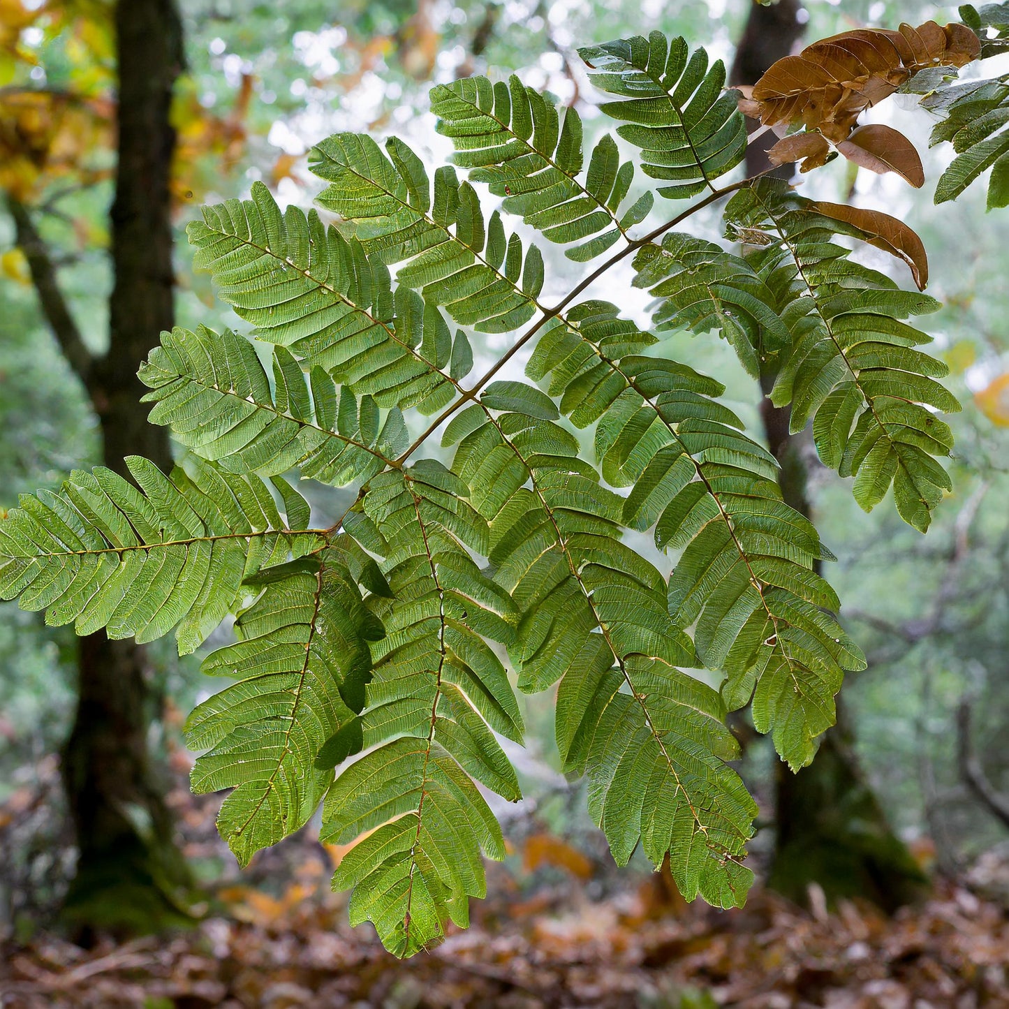 Black Walnut Leaves C/S