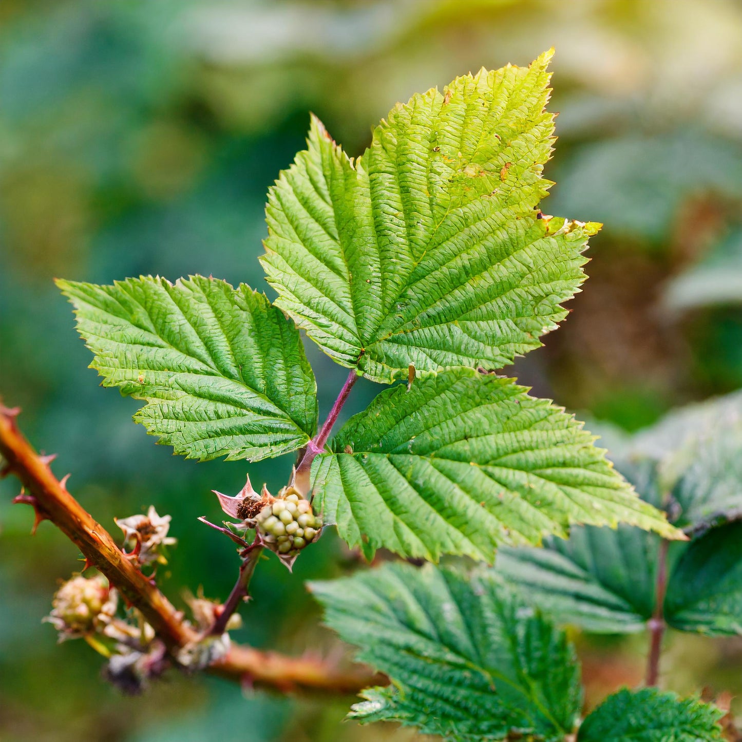 Blackberry Leaf Cut