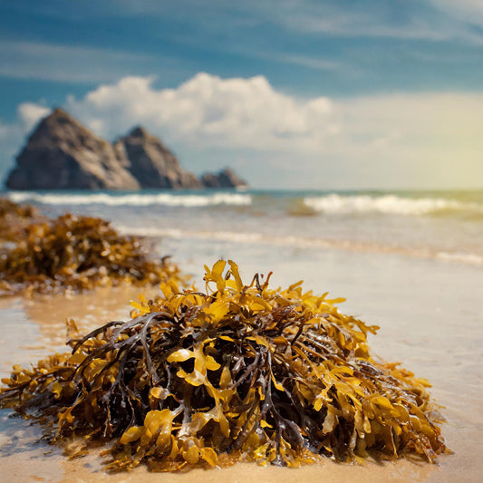 Bladderwrack Seaweed Cut