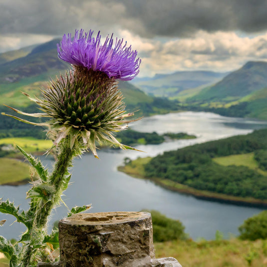 Blessed Thistle Cut Organic