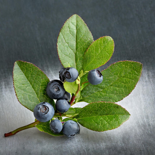 Blueberry Leaf Cut