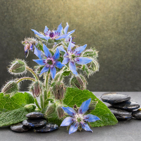 Borage Herb C/S