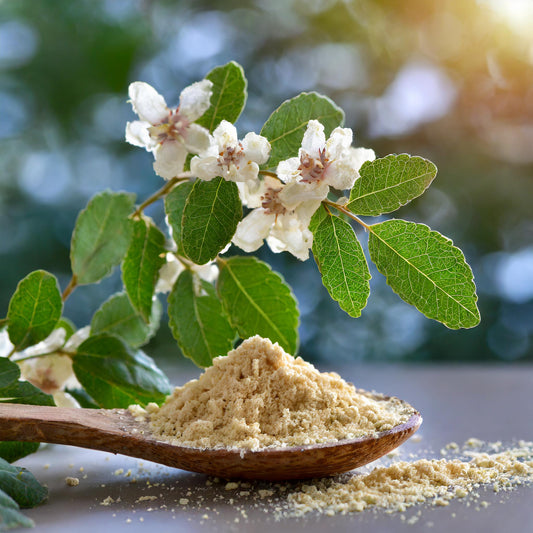 Boswellia Powder