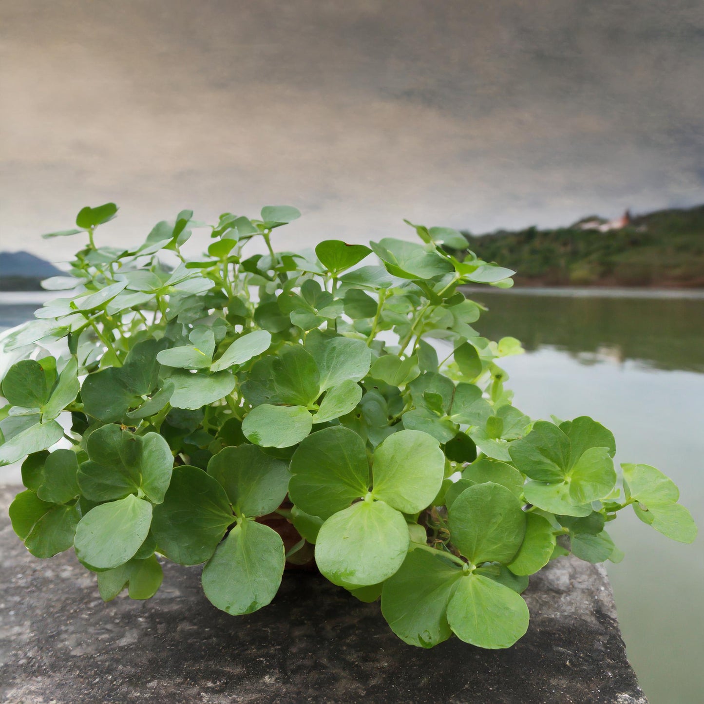 Brahmi Leaves C/S (Bacopa Monnieri)