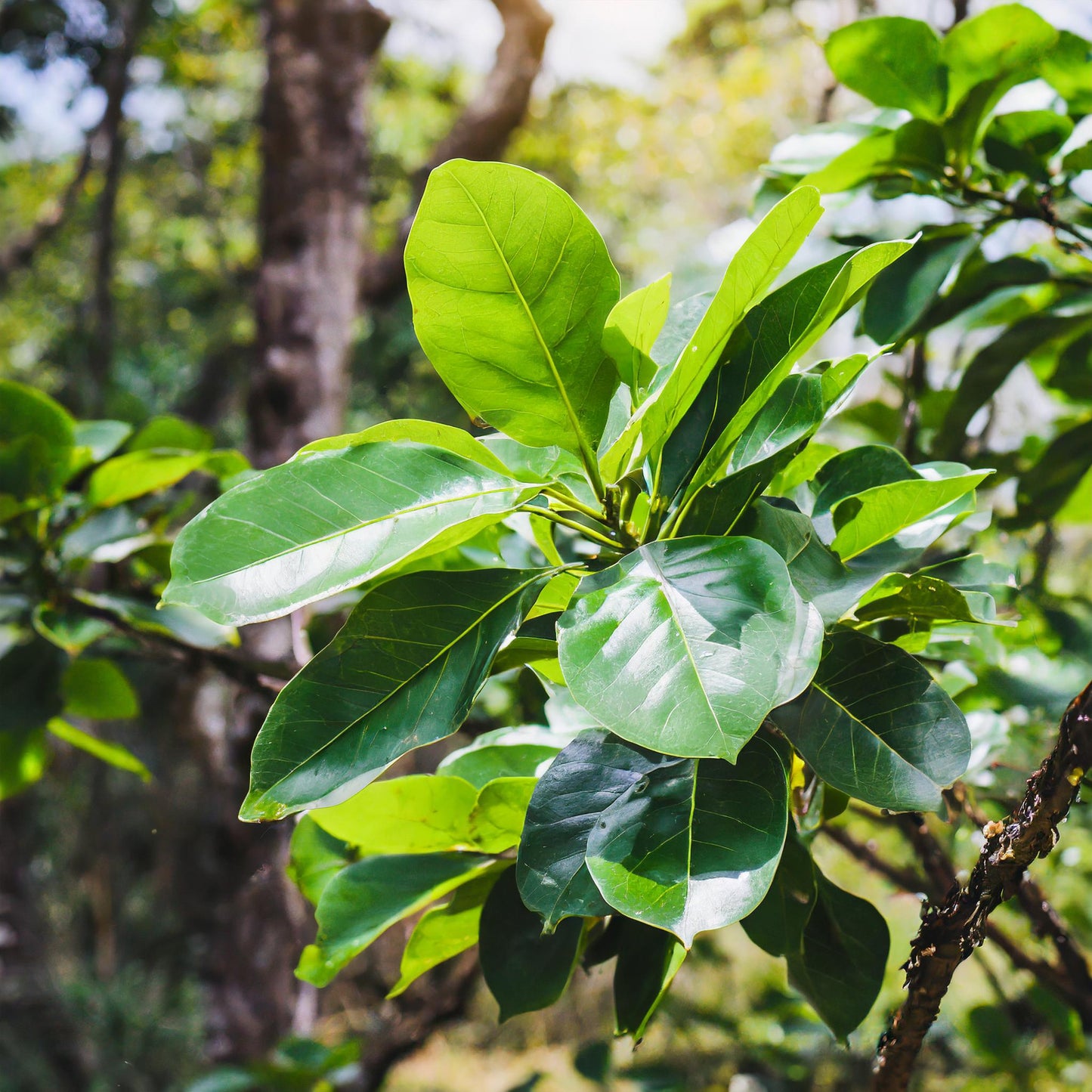 Buchu Leaves Whole