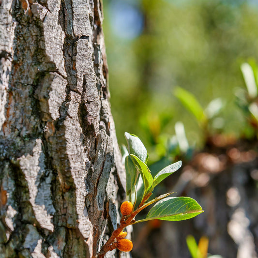 Buckthorn Bark C/S