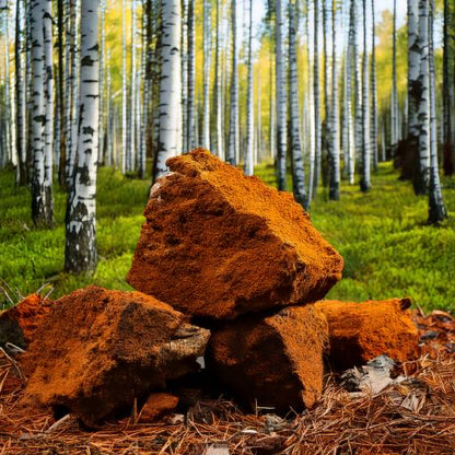Chaga Mushroom