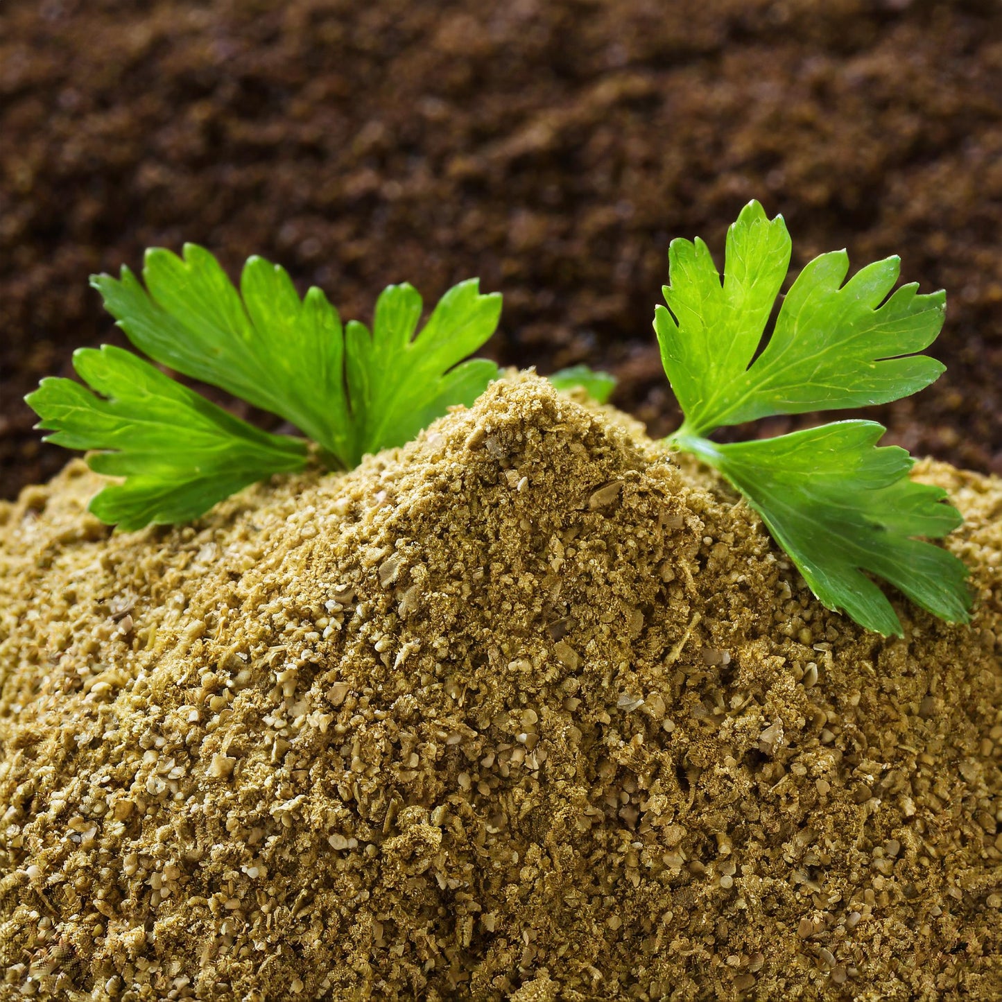 Celery Seed Ground