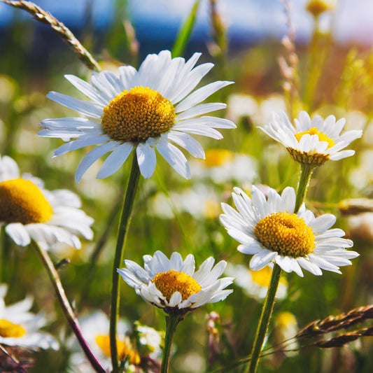 Chamomile Flowers Whole