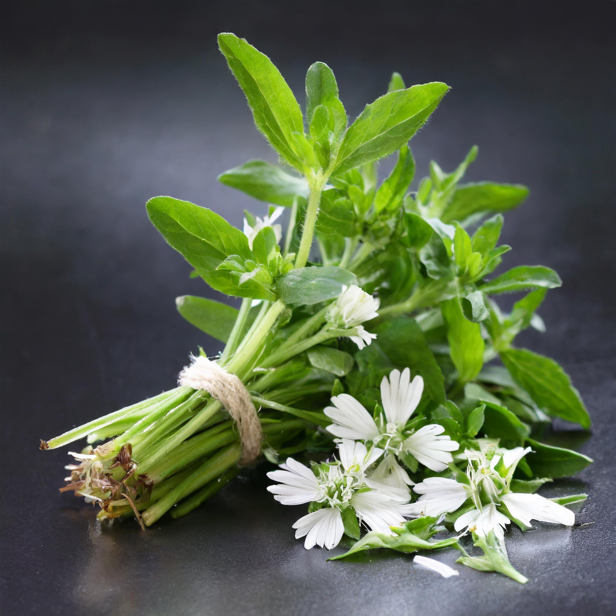 Chickweed Herb Cut – Botanical Sage