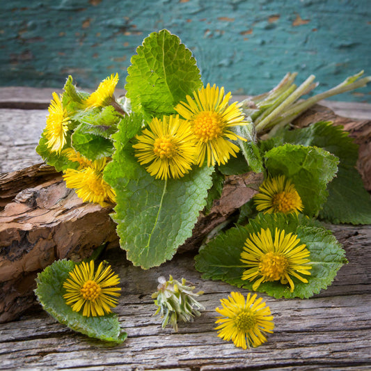 Coltsfoot Cut