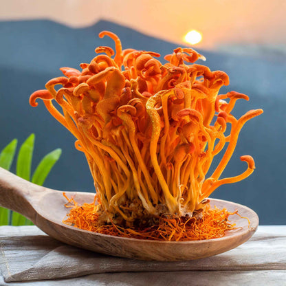 Cordyceps Sinensis SLICED - Botanical Sage