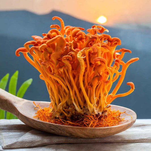 Cordyceps Sinensis SLICED - Botanical Sage