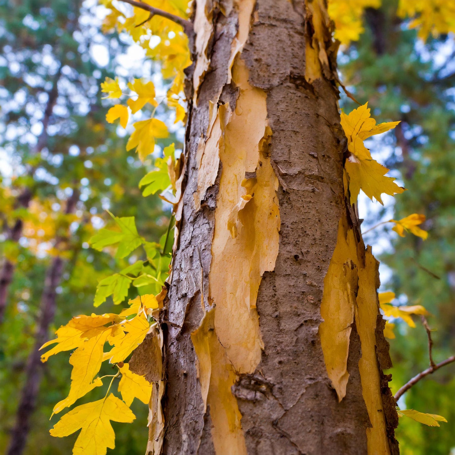 Cramp Bark Powder