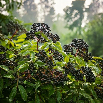 Elder Berries Whole