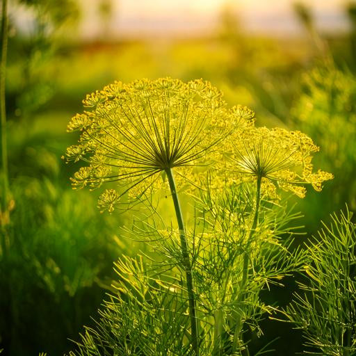 Fennel Seed Ground