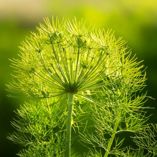 Fennel Seed Ground