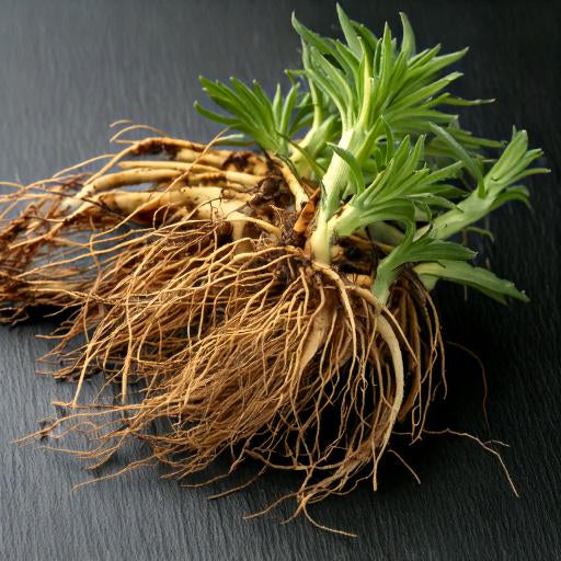 Gentian Root Cut