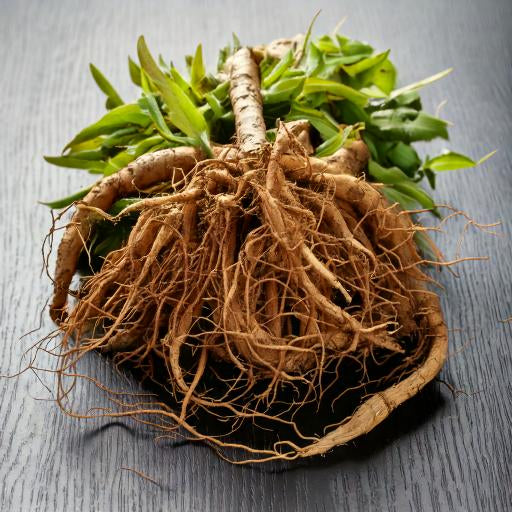 Gentian Root Cut