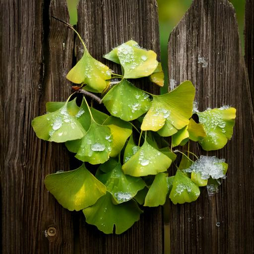 Ginkgo Leaf Cut