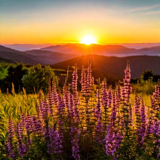 Hyssop Herb ( Hyssopus Officinalis ) Cut