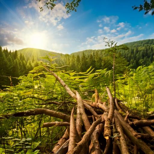 Licorice Root  (Glycyrrhiza glabra)  Stick