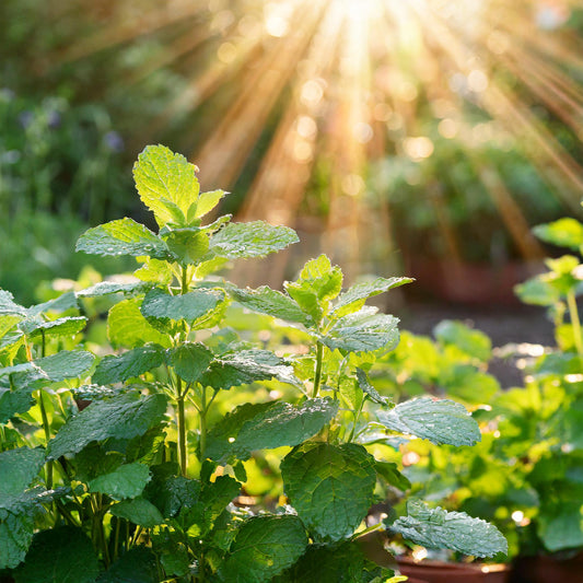 Lemon Balm Herb Cut