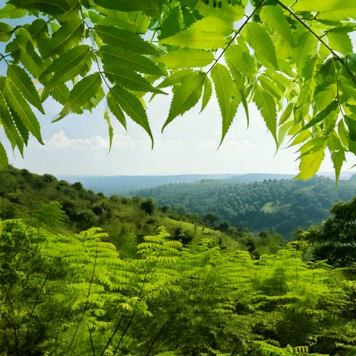 Neem Leaf Cut